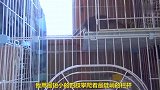 两只小奶猫历尽艰险逃出猫笼，太可爱了