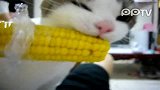 萌猫爱吃玉米
