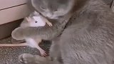 你们见过猫咪和老鼠这么和谐的吗