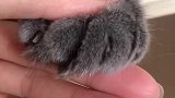就喜欢这毛茸茸的爪爪