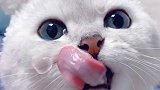 戴上兔耳朵的小猫咪，还是这么可爱，这么萌