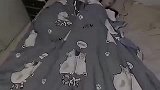 狗在半夜都会给女生盖被子，而