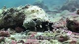 海底的鲍比虫，捕食好奇心重的鱼，它是如何进食呢？