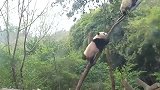 熊猫宝宝刚爬上树，啪一声树断了，下一秒千万忍住别笑
