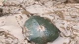 现场实拍大老鳖田里打洞，速度太快了，城里人估计都没见过吧！