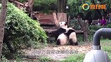 熊猫和游客合影一脸高冷，不料下一秒来了小姐姐，这货反应亮了
