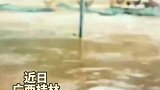 鸡群随洪水飘走，水流太急想救不敢救