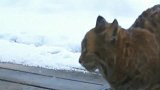 当猫咪第一次见猞猁，反应是亮点，网友：真是个胆小的怂货