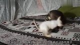 小猴子把猫咪惹急了,看到猫咪的反击,猴子也是“秒怂”