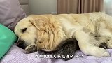 猫咪错把金毛当妈妈，画面太有爱了，要被萌化了