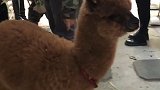 想撸！宠物主题咖啡馆养2只小羊驼 不给蛋糕就吐口水