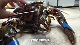114买的波士顿大龙虾，带回来强势入驻原生海缸，差点夹掉手指
