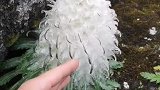 今天拍到雪莲花，太美了