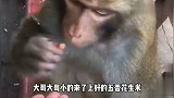 小猴子吃东西慢点吃，下一秒忍住别笑