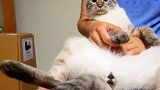 一只对主人脚丫有执念的猫咪，咬不到是不会善罢甘休的