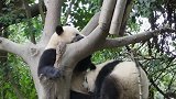 罕见，这么大的熊猫竟然还吃母乳，你们见过这么大的熊猫吗