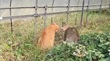 橘猫：狸花猫看你这架势好像很不服气，信不信我干你