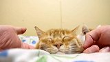 野外捡回一只流浪的老猫，真的是太可怜了