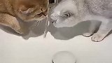 猫是同一个品种，怎么感觉这智商，不在一个频道上