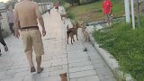 遛狗时，对面走来两只流浪狗，它们这是想干什么？