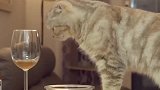猫咪偷喝主人的酒，太逗了，看完忍住别笑