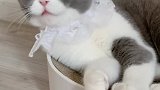 小元宝的沙雕日常大曝光