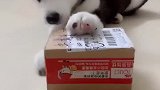 二哈：我来看看主人又买的啥好东西！