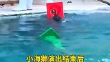 演出结束之后，小海獭主动帮忙收拾道具