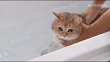 伍嘉成帮猫咪洗澡吓出表情包，元宝吓得疯狂挣扎