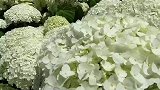 花开花谢又一年，又到绣球花最美季节