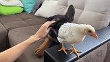 铲屎官带回来一只小鸡，家里的德牧不高兴了，看完忍住别笑