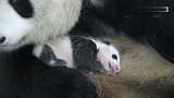 小熊猫的成长过程