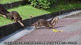 水獭一家准备要去游泳，在半道被高台阶堵住去路，考虑许久才下去