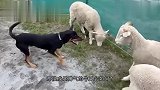 主人让牧羊犬牧牛,不料牛兄突然发难,最后的结局会如何