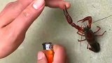 你有你的大钳子，我有我的打火机，看看谁更厉害！