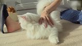 萌萌哒的猫咪来袭，这咋还凶巴巴的，咋地了呢
