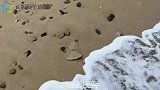 小伙沙滩赶海，收获了螃蟹和生蚝，还捡到一个鹰爪螺，肉呢