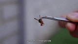 马蜂的攻击性有多可怕？