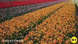 世界上最“开放”的国家，在这里居民不受约束，幸福指数还很高