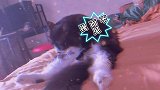 铲屎官与猫咪商量剪指甲，暴躁猫咪竟然直接上爪子，真凶啊！