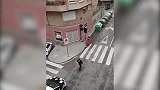 大摇大摆倒垃圾！这只西班牙“恐龙”火了 然而没想到的是...