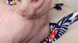 猫咪你的眉毛太漂亮了