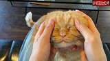 给猫咪按摩，看尾巴摆动的样子，看来是很享受了！