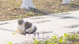 假装把猫咪丢弃在野外，猫会是什么反应？快来看看吧！