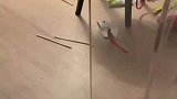 细狗犯错被主人训斥，没想到竟吓得瑟瑟发抖