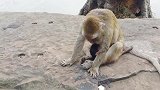 猴妈按住猴宝咆哮，这是害怕游客抢走猴宝吗？