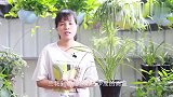养兰花，牢记好温度对它的影响，养好容易多了