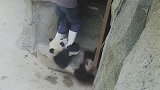 熊猫：我要抱抱，不要丢下宝宝呀，饲养员妈妈！