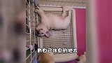 你眼中肮脏的狗厕所，可能是狗狗眼中的高级会所
