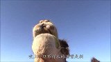 #趣味科普#在“沙漠”中如何快速取水？网友：简单易学！